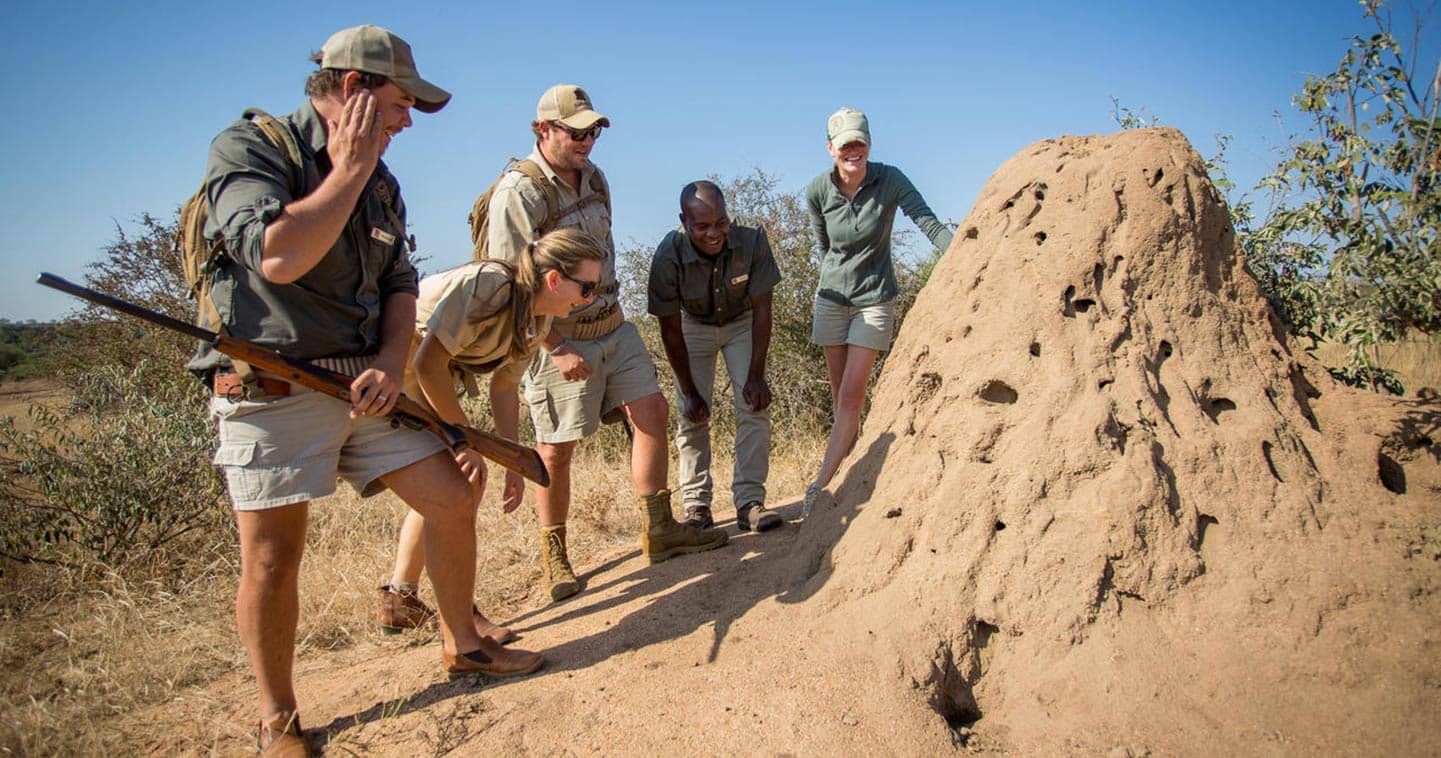 Enjoy a bushwalk experience at Bateleur Camp in Timbavati