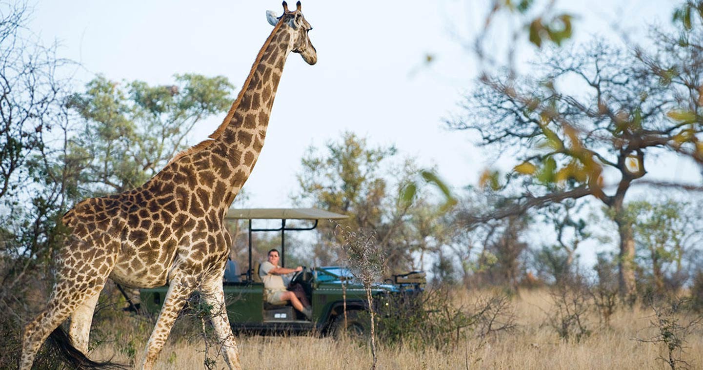 Enjoy a safari game drive with Makanyi Lodge in Timbavati Game Reserve